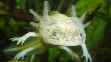 Decline of the Axolotl