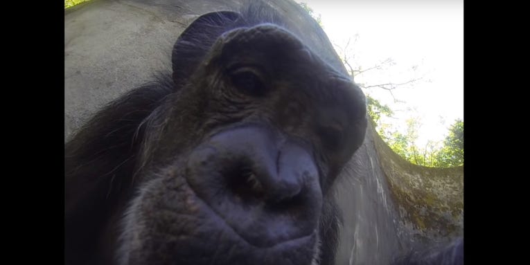 A Chimp Selfie, Ghostly Octopus, And The Biggest Photo Of Manhattan Ever