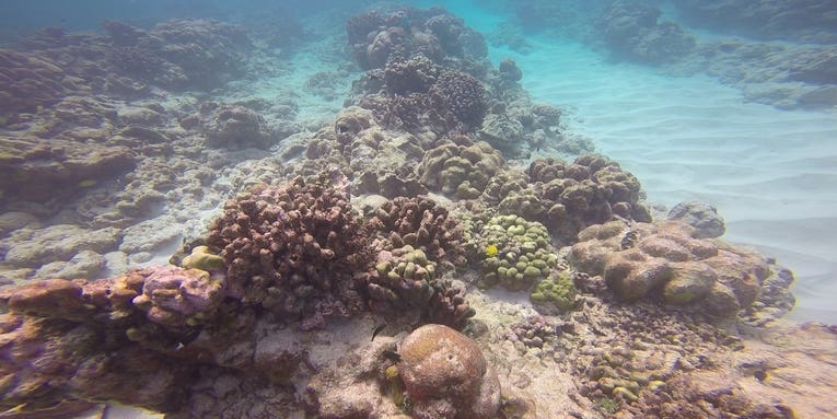 El Nino Is Turning The Pacific Ocean’s Coral Reefs Into Ghost Towns