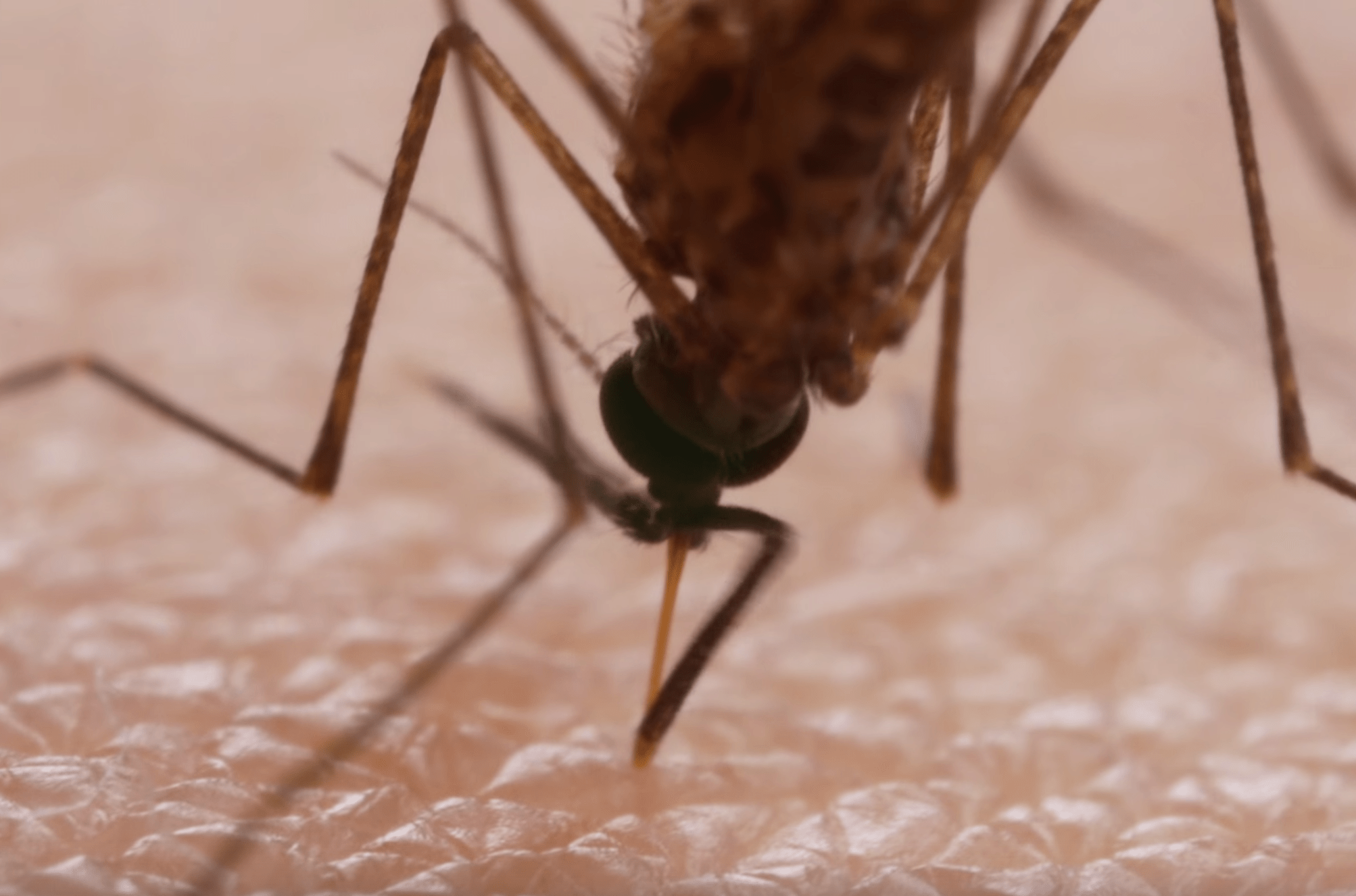 This Is How A Mosquito Saws Through Your Skin