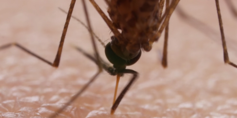 This Is How A Mosquito Saws Through Your Skin