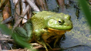 Why Won’t Bullfrogs Jump For Science?