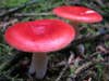 Mushrooms&#8217; Spores May Help Bring Rain To Forests