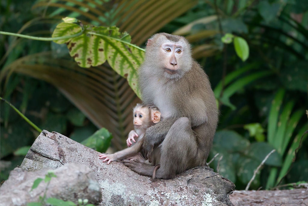 Similar to the kinds of macaques researchers used drones to monitor in Malaysia.
