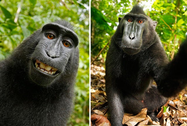 A federal judge has <a href="http://www.theguardian.com/world/2016/jan/06/monkey-selfie-case-animal-photo-copyright/">ruled</a> that the macaque who took a now-famous selfie with a British photographer's camera in 2011 cannot own the image's copyright. After someone posted the photos in Wikipedia Commons, making them available for anyone to use, a legal battle ensued. Photographer David Slater claimed that he owned the copyright to the photos, while PETA also got involved, eventually suing Slater on behalf of the macaque, arguing that the monkey owned the copyright. Last year, the US Copyright Office <a href="https://www.popsci.com/article/technology/us-copyright-office-denies-monkeys-rights-their-selfies/">updated</a> its policies to reflect that it would only register copyrights for works produced by humans.