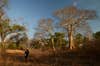 Yao honey-hunters search for honeyguide birds in the Niassa National Reserve, Mozambique.