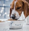 dog eating dry food from a food bowl