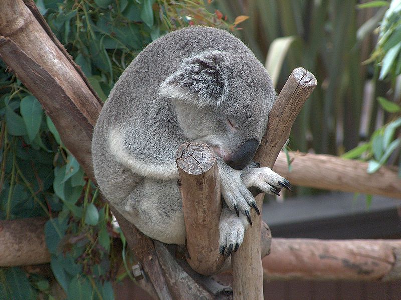 Australia Reclassifies the Koala as a &#8220;Vulnerable&#8221; Species