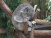 Australia Reclassifies the Koala as a &#8220;Vulnerable&#8221; Species