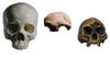 From left to right, a modern human female skull, a fragment of an older Palauan skull, and a model of a <em>Homo floresiensis</em> skull.