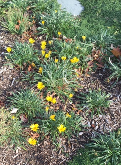 Yellow flowers bloom on Long Island in New York State on December 25