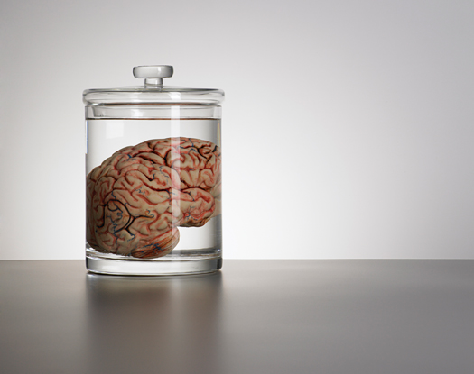 FYI: How Long Can a Brain Live in a Dish?