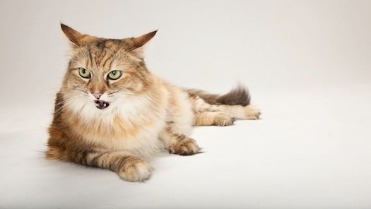 Samantha was not a part of the BBC cat behavior study, but she is still very nice to look at.