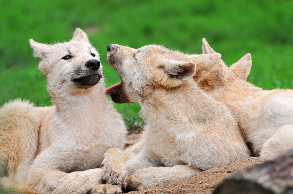wolf pups playing