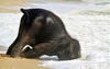 This is a picture of a baby elephant playing on a beach. There are more pictures <a href="http://www.buzzfeed.com/mjs538/the-7-best-pictures-of-a-baby-elephant-playing-at">here</a>.
