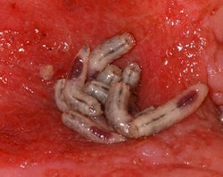 Maggots in a Wound