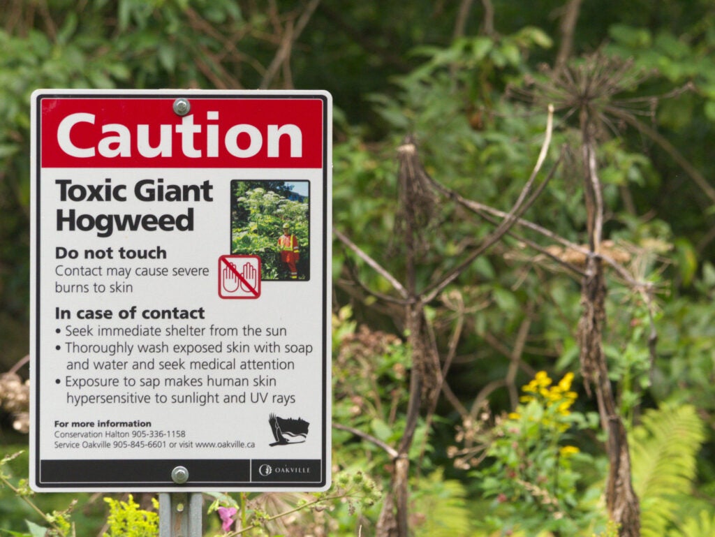 giant hogweed sign