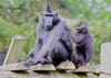 When it comes to a dangerous situation, crested macaques look to their friends for guidance more readily than their family members. Researchers determined this by <a href="http://www.bbc.co.uk/nature/16494192">measuring</a> how quickly macaque would follow the gaze of another. In the crested macaques, test subjects tended to react quicker to the gazes of friends with whom they had a strong social bond. This social bond was measured by recording how much time the macaques spent together. While following another's gaze may seem insignificant, it's a behavior that is especially important for getting out of precarious predicaments, or when trying to find food--both situations that necessary for survival.