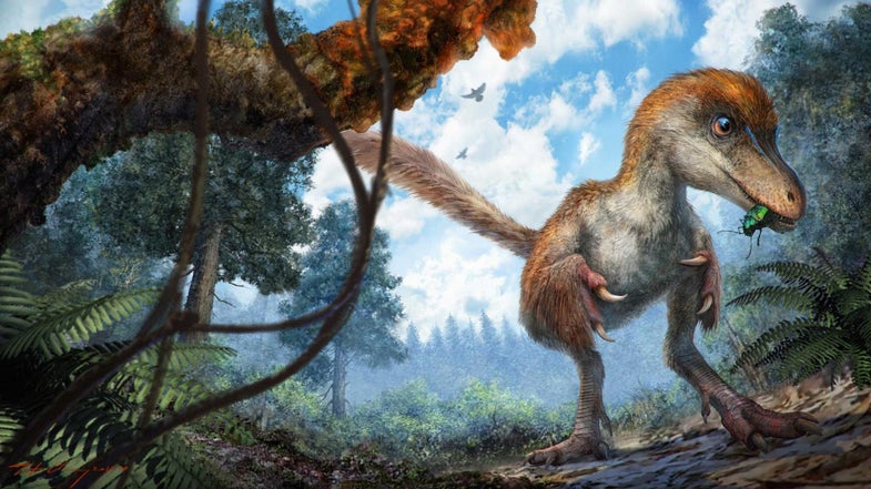 feathered dinosaur eating a bug