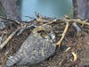 This week, the Cornell Lab of Ornithology launched its newest bird cam of the Great Horned Owl in Savanna, Georgia—much to the delight of the PopSci.com staff, which has had the live feed on for the past few days.