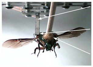 Scientists Fit Cyborg Beetles With Generators that Turn Their Own Wings into Power Plants