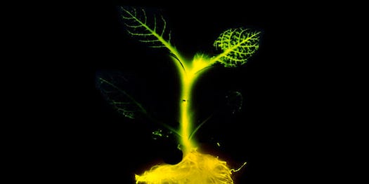 Replace Your Lights With These Genetically Engineered Glow-Plants