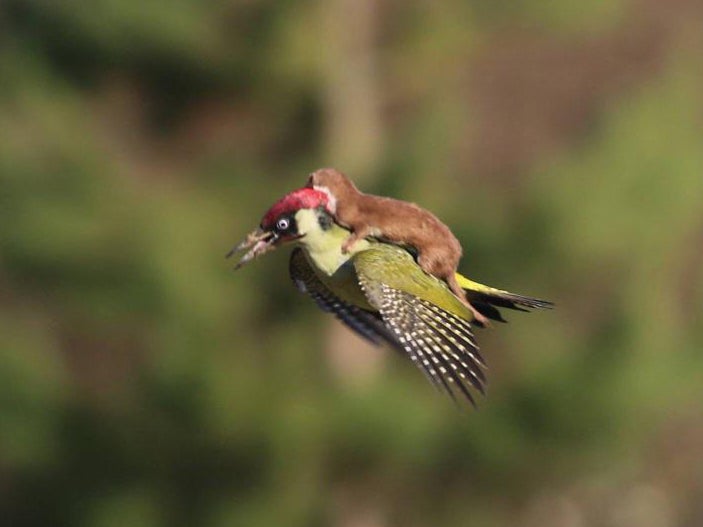 weasel "riding" a woodpecker