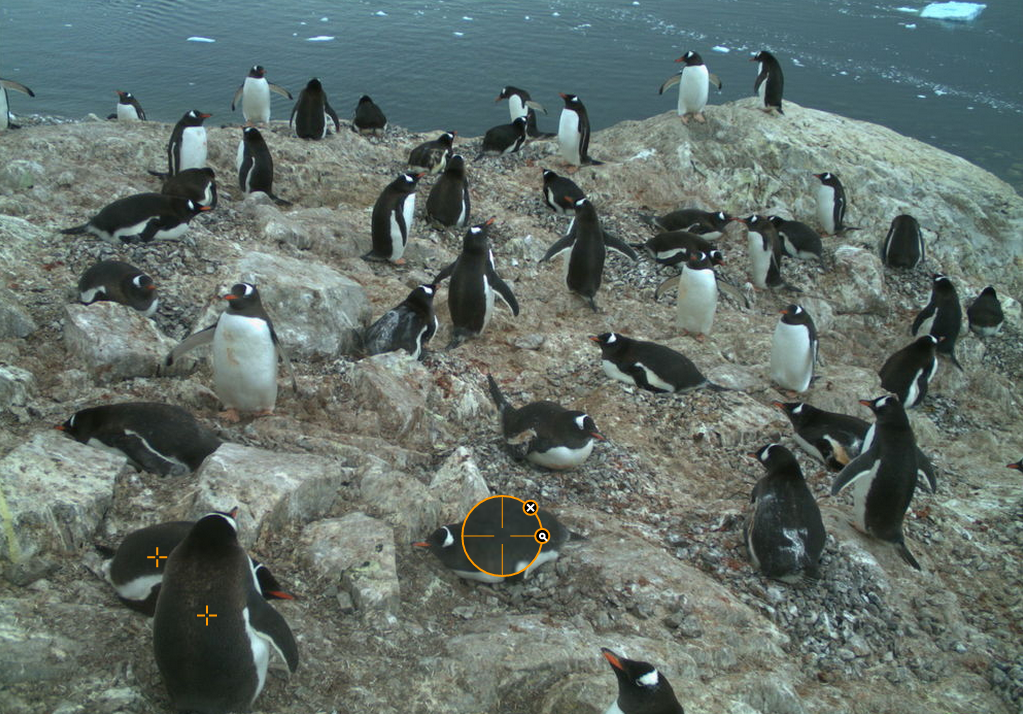 Help Scientists By Marking Penguins In Pictures