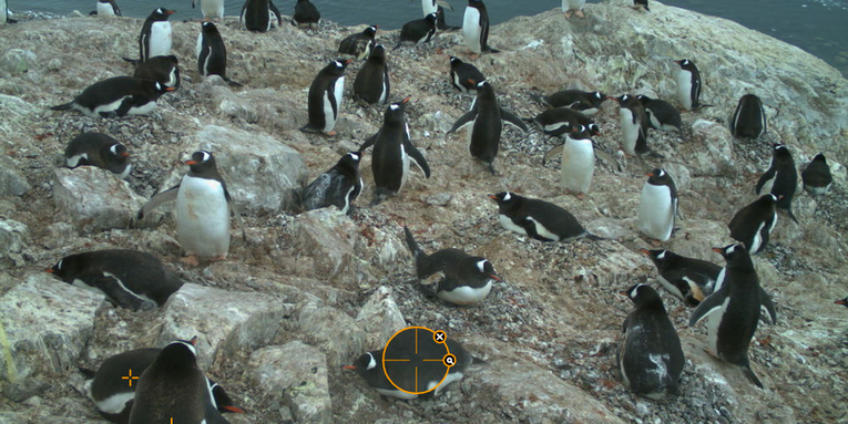 Help Scientists By Marking Penguins In Pictures