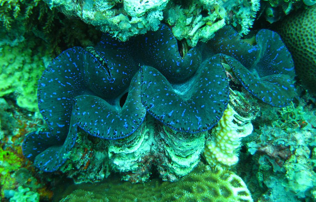 Giant Clams Are Greenhouses For Algae