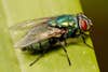 Lucilia cuprina, more commonly known as an Australian sheep blow fly.