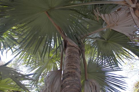 Fewer than 100 individuals of this new palm species were found in a small area in northwestern Madagascar. After its discovery, local villagers raised money for its conservation by disseminating seeds throughout the palm grower community.