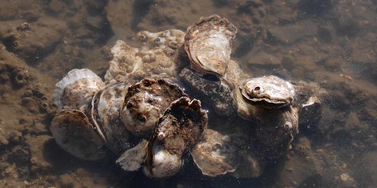 Climate Change May Bring This Tiny Unsung Oyster Back To Plates