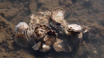 Climate Change May Bring This Tiny Unsung Oyster Back To Plates