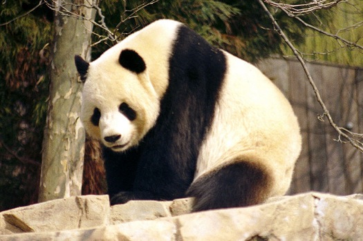 Giant Panda Genome Holds Recipe For Powerful Antibiotic