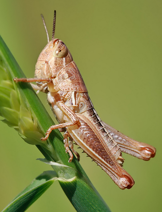 Stressed-Out Grasshoppers Can Damage the Entire Ecosystem