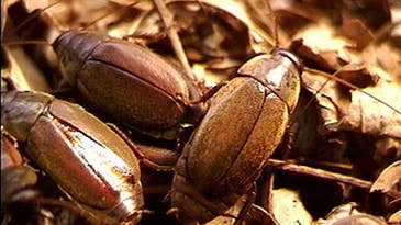 The Cockroach Milk Debate: Super Food Or Just Super Hype?