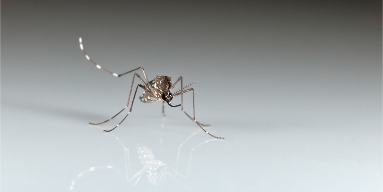How Much Mosquitoes Like Your Taste Depends On Your Genes
