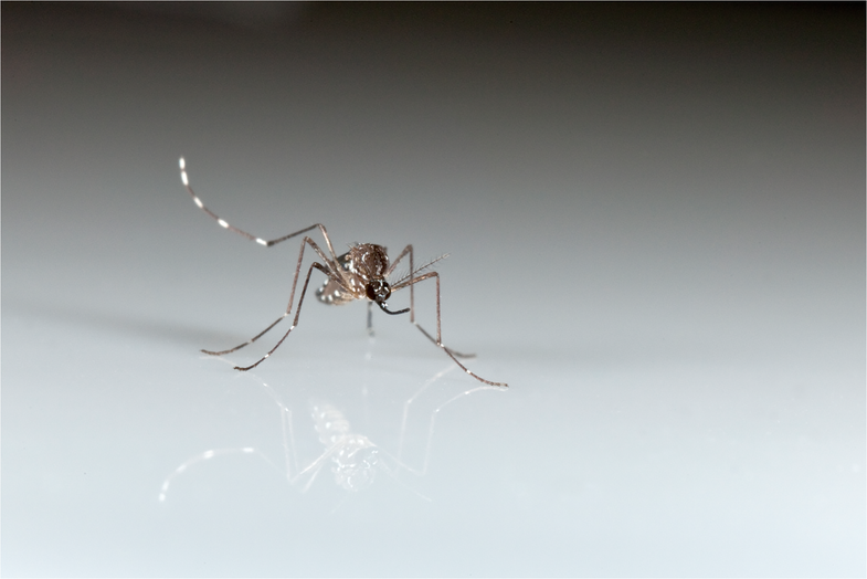 How Much Mosquitoes Like Your Taste Depends On Your Genes