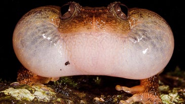 New Mating Maneuver Discovered Among Indian Frogs