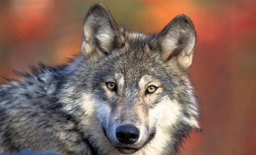 U.S. Plans To Remove Gray Wolf From Endangered Species List