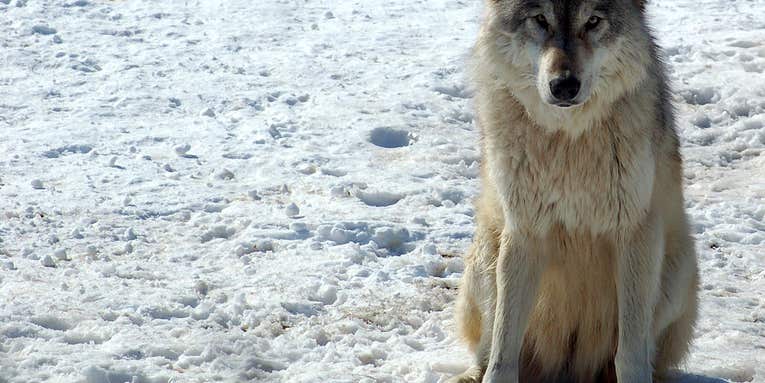 Wolf Decline Could End World’s Longest Predator-Prey Study