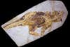 Fossilized *Psittacosaurus*
