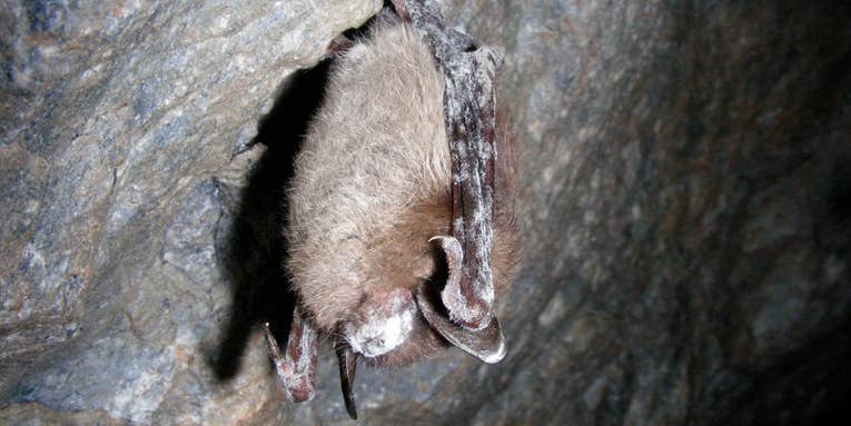 Racing to Save Bats From Catastrophic Extinction, Biologists Turn to New Tools