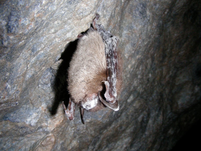 This little brown bat was photographed in Vermont's Greeley Mine March 26, 2009. White-nose fungus is evident on its face and wings.