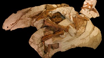 Explore Digital Models Of A Rare Baby Dinosaur Fossil