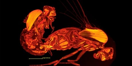 Frozen Fruit Fly Sex Is As Freaky As It Looks