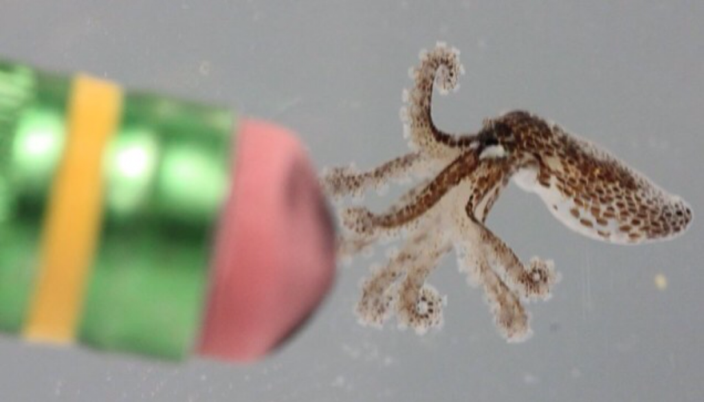 A group (litter? gaggle?) of dwarf octopuses recently hatched at the Mote Marine Laboratory in Florida. <em>From April 4, 2014</em>