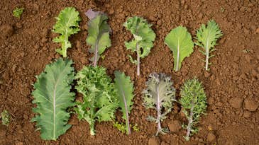 How to grow custom greens designed by chefs