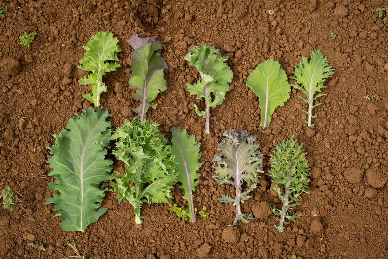 How to grow custom greens designed by chefs